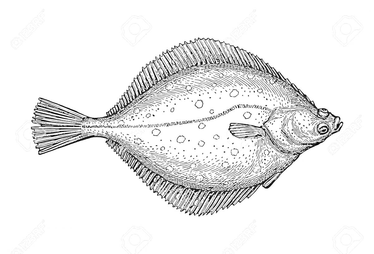 На раскраске изображено: Камбала, Рыба, Морская рыба, Морская жизнь, Фауна, Иллюстрация