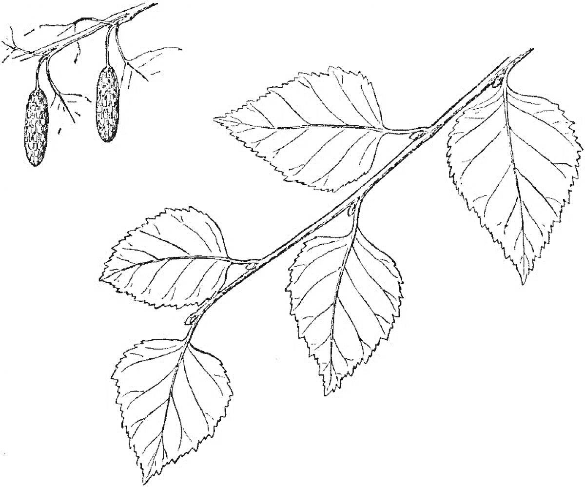 На раскраске изображено: Листья, Ботаника, Ветка, Серьги
