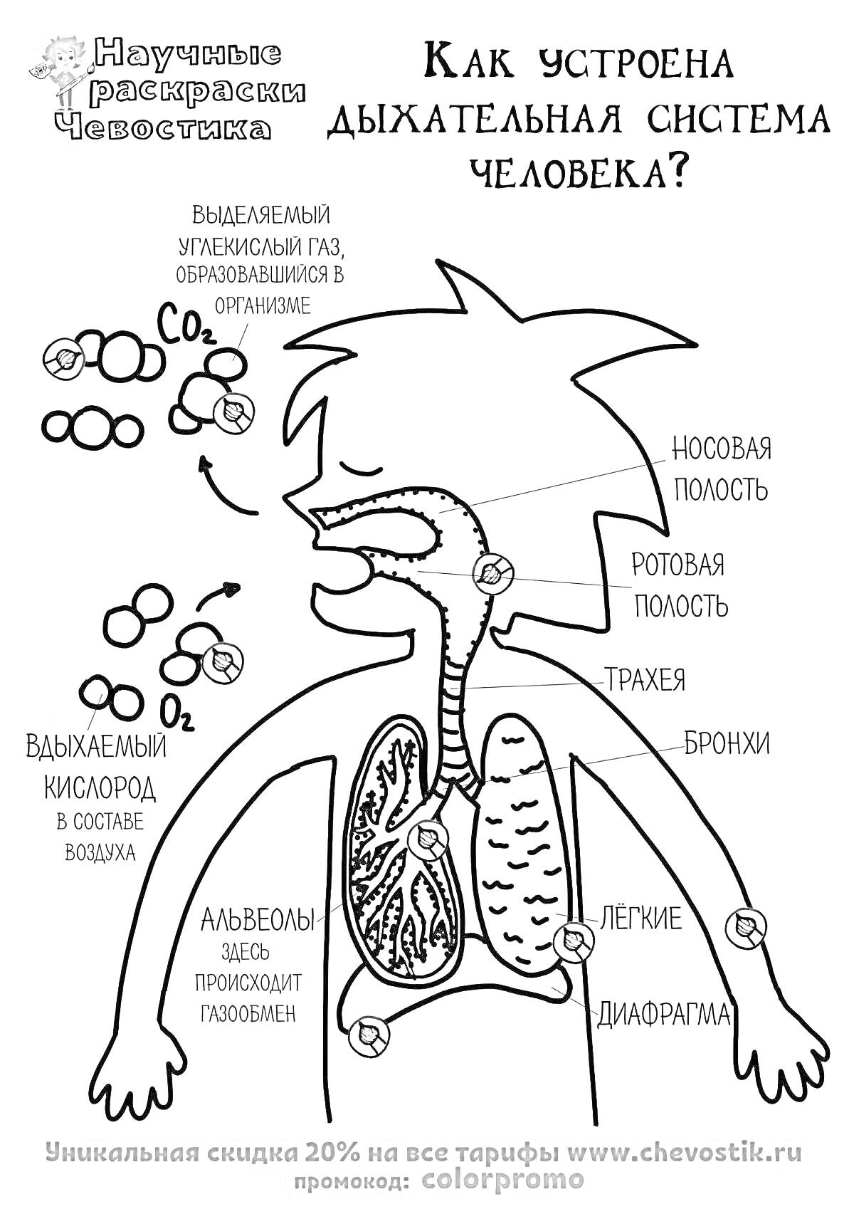 Раскраска Как устроена дыхательная система человека? (Чевостик)