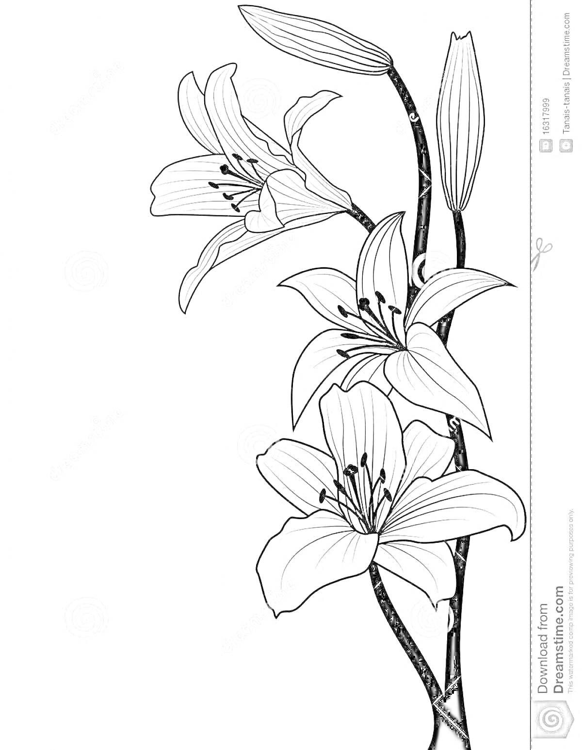 Раскраска Лилия саранка - три цветка и три бутона на стебле