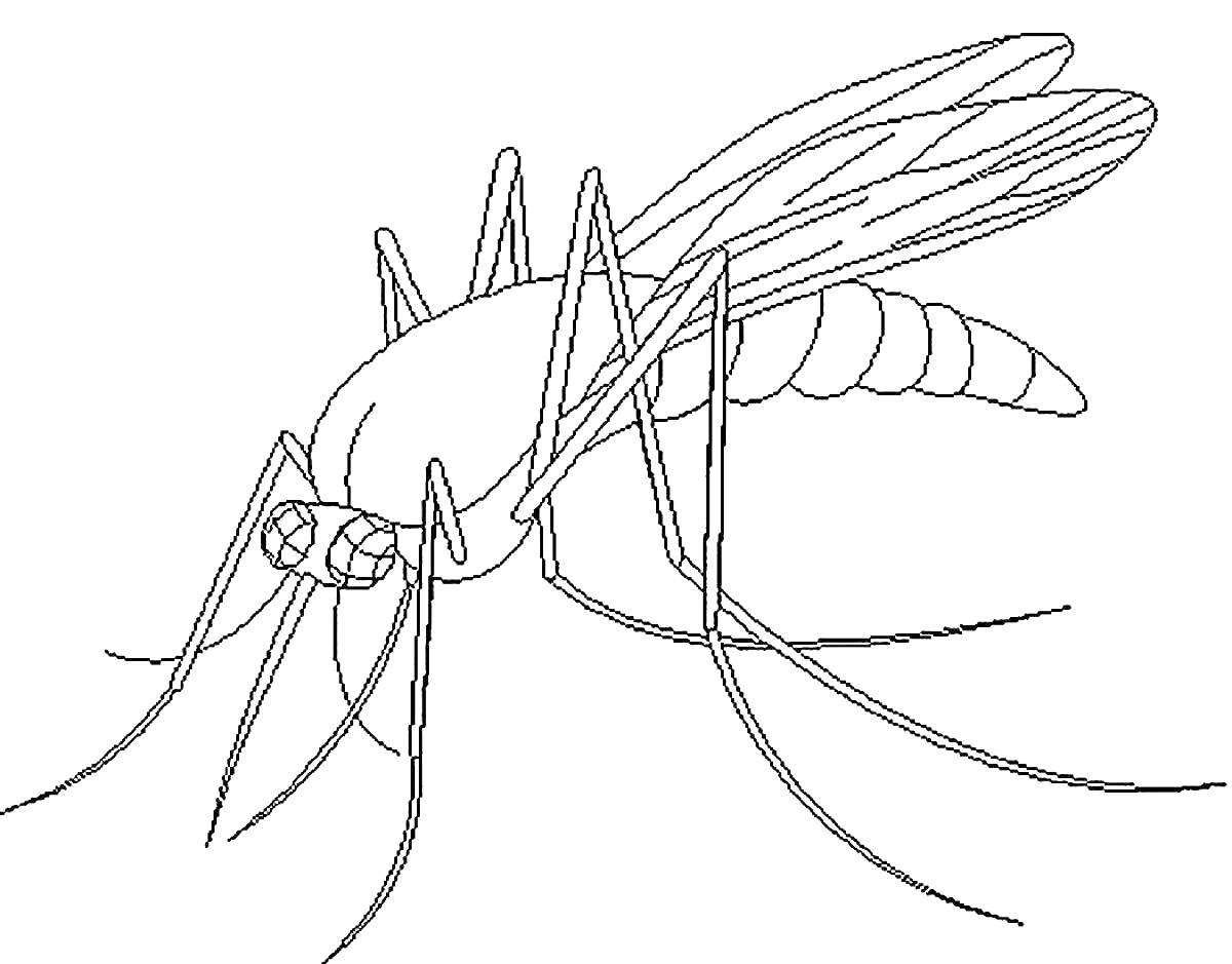 На раскраске изображено: Комар, Насекомое, Крылья, Ножки, Туловище, Голова, Контурные рисунки