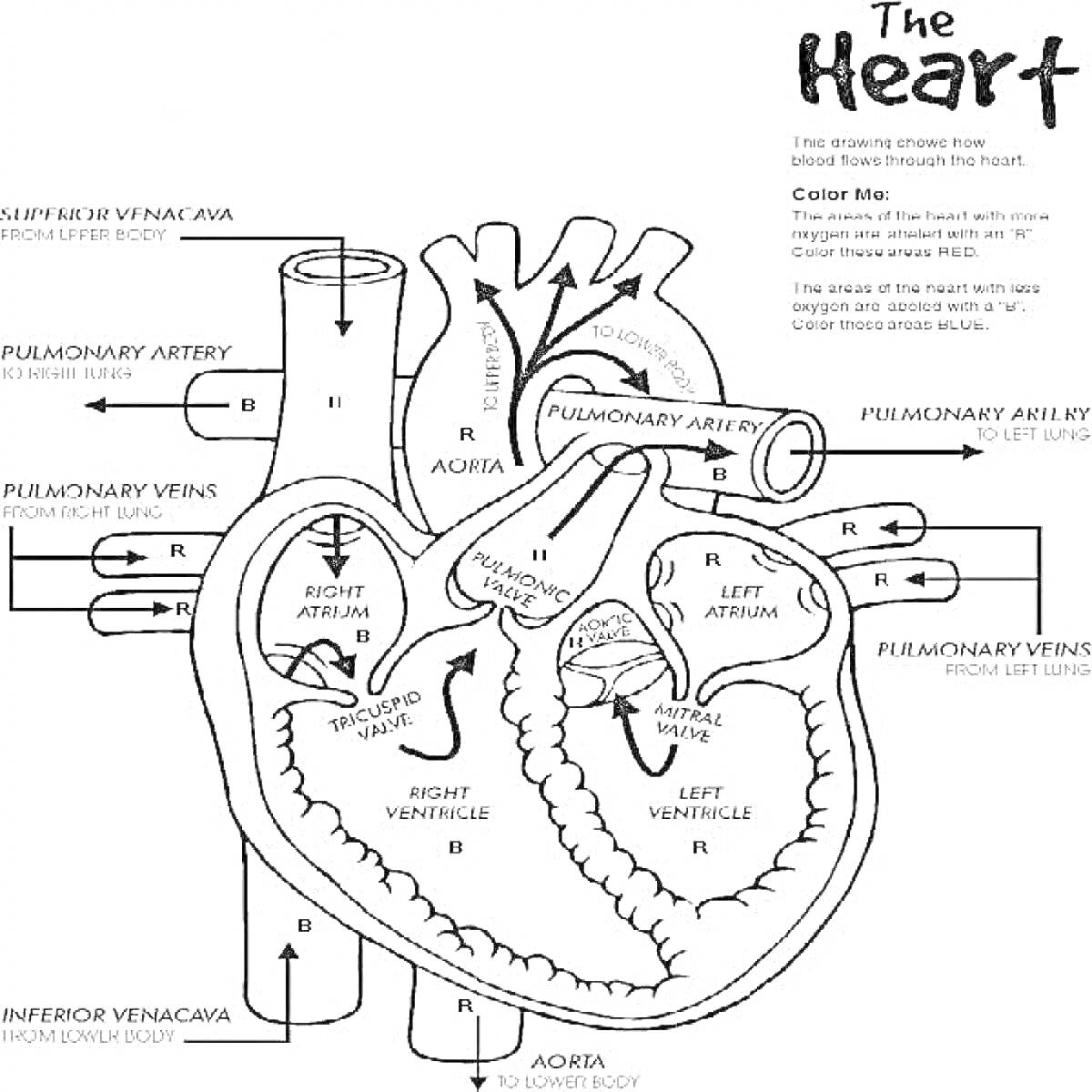 Схема сердца с отмеченными элементами: левая и правая легочные артерии, левая и правая легочные вены, верхняя и нижняя полые вены, аорта, левое предсердие, правое предсердие, левый и правый желудочки.