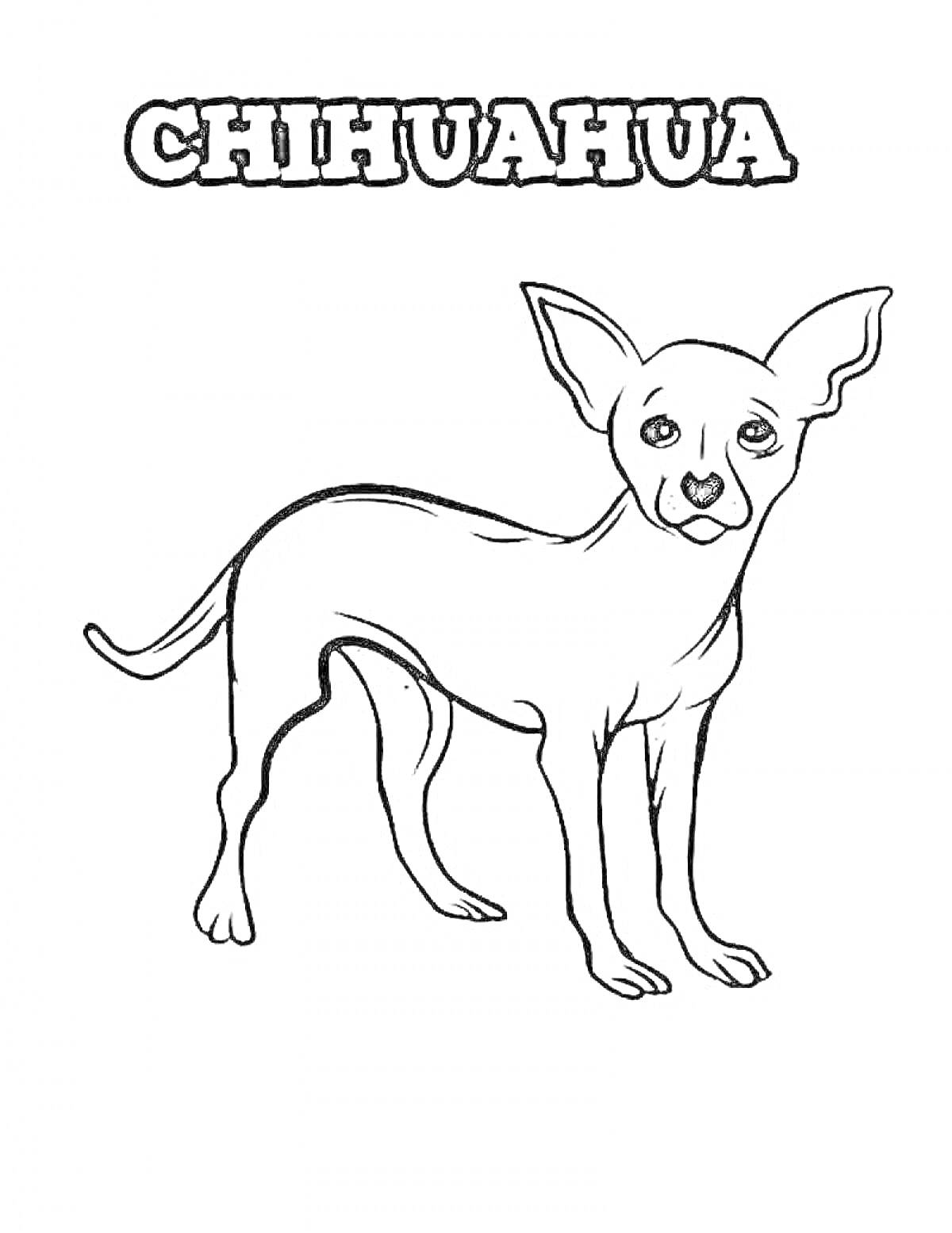 На раскраске изображено: Собака, Чихуахуа
