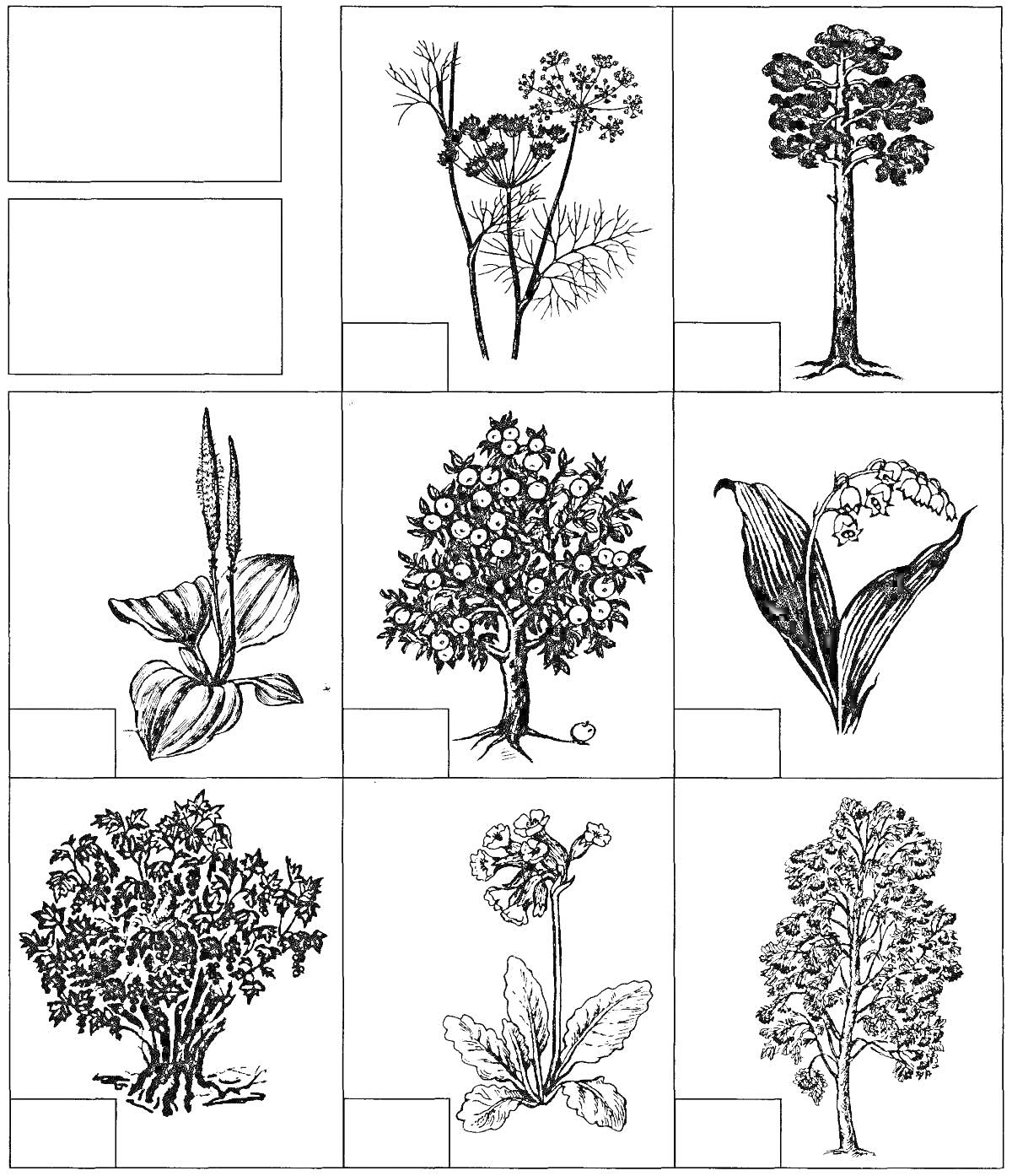 На раскраске изображено: Растения, Папоротник, Ландыш, Цветущее дерево, Ботаника, Природа