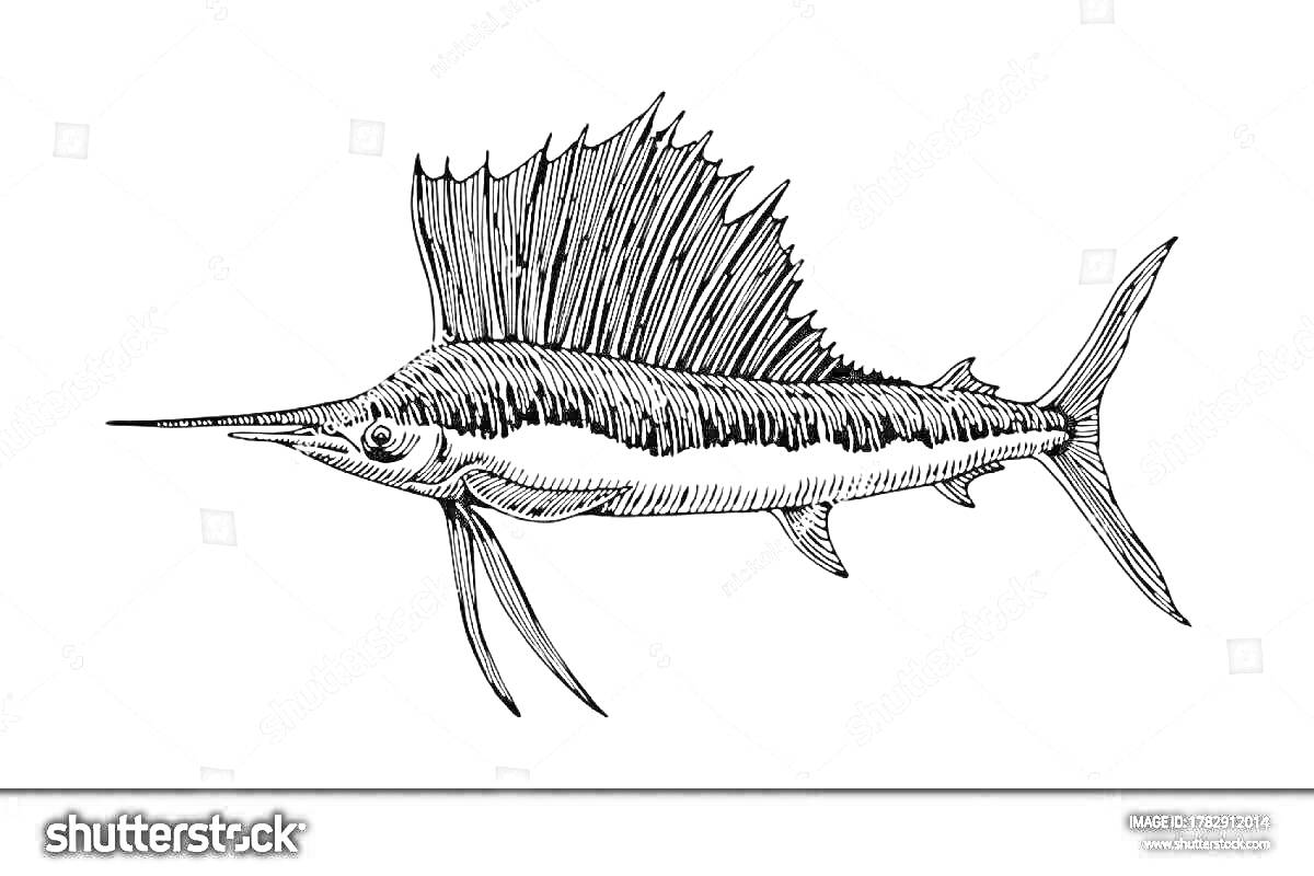 Раскраска Черно-белая раскраска рыбы марлин с длинным плавником и заостренным носом