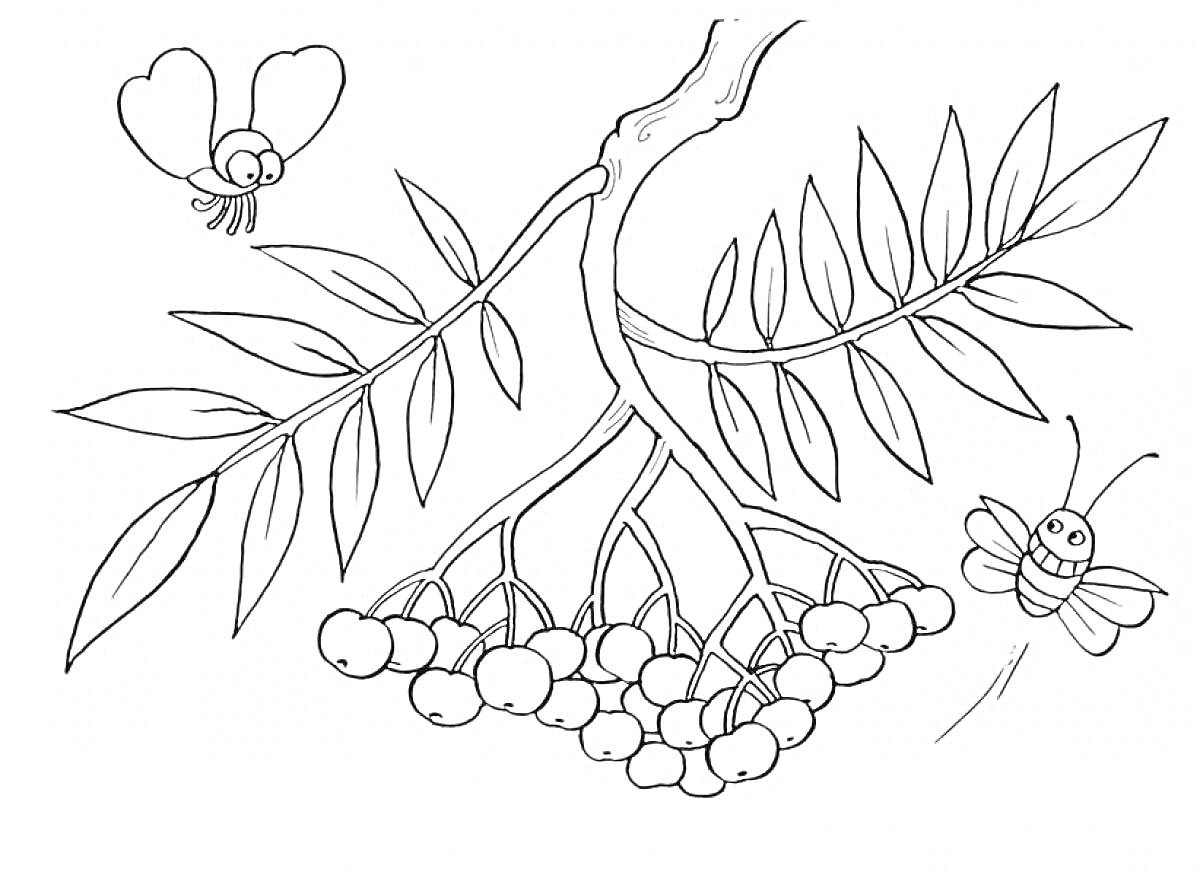 Раскраска Ветвь калины с листьями и ягодами, окруженная двумя бабочками