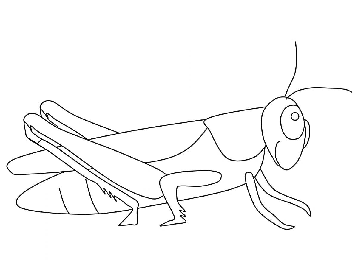 Раскраска Кузнечик с длинными усиками и сложенными крыльями
