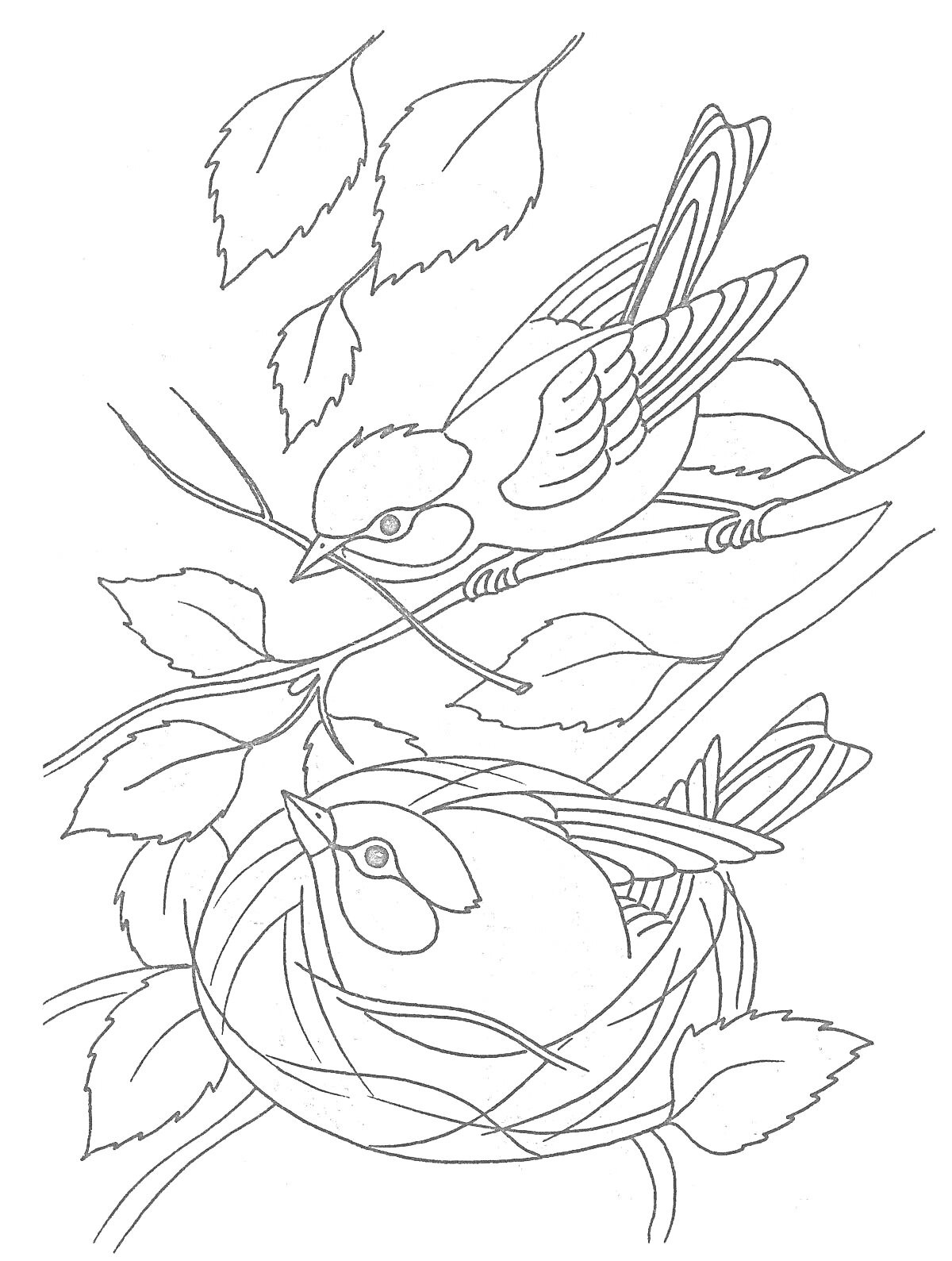 На раскраске изображено: Гнездо, Листья, Природа, Весна, Животные