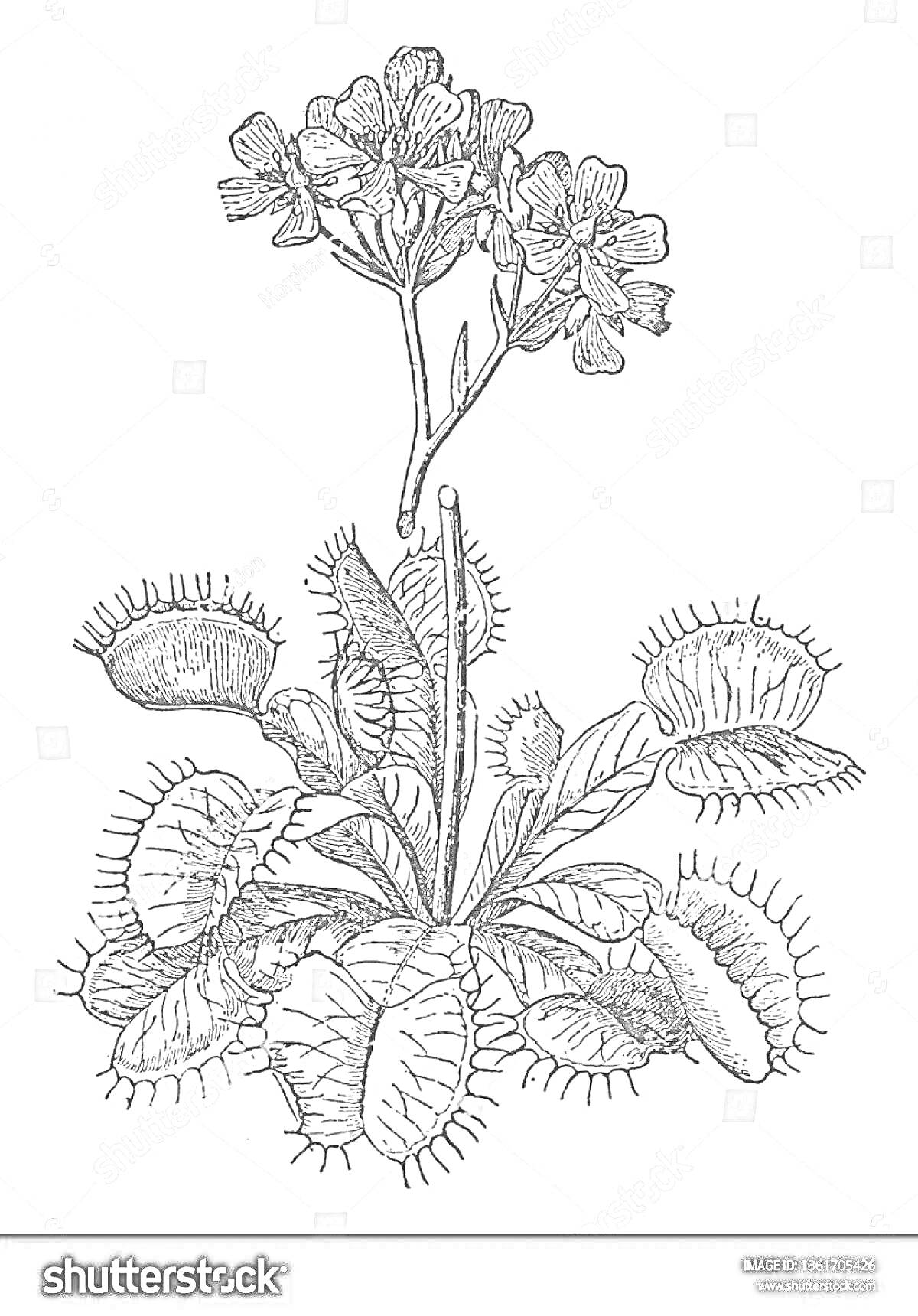 На раскраске изображено: Цветы, Листья, Хищное растение, Ботаника