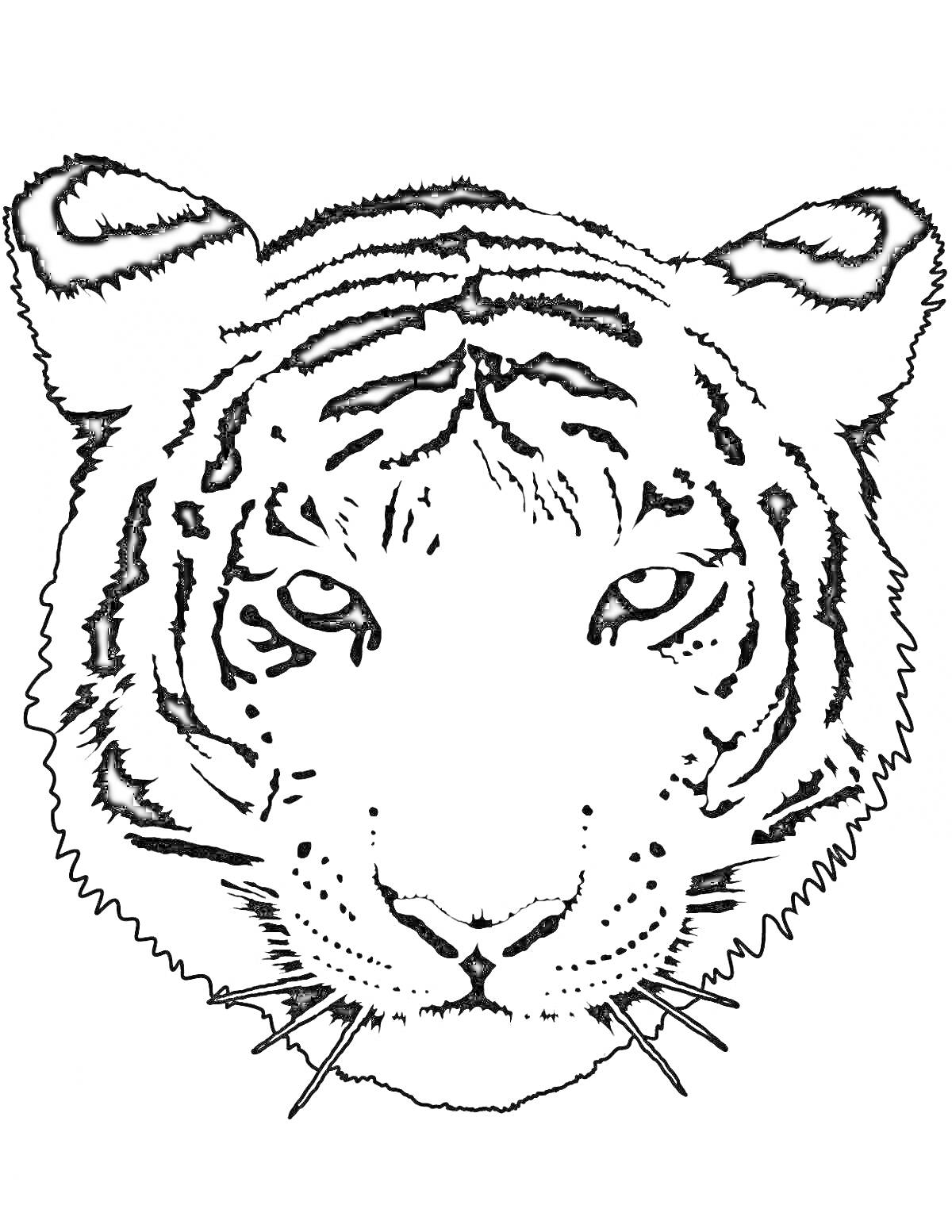 На раскраске изображено: Тигр, Полосы, Уши, Животные, Детали