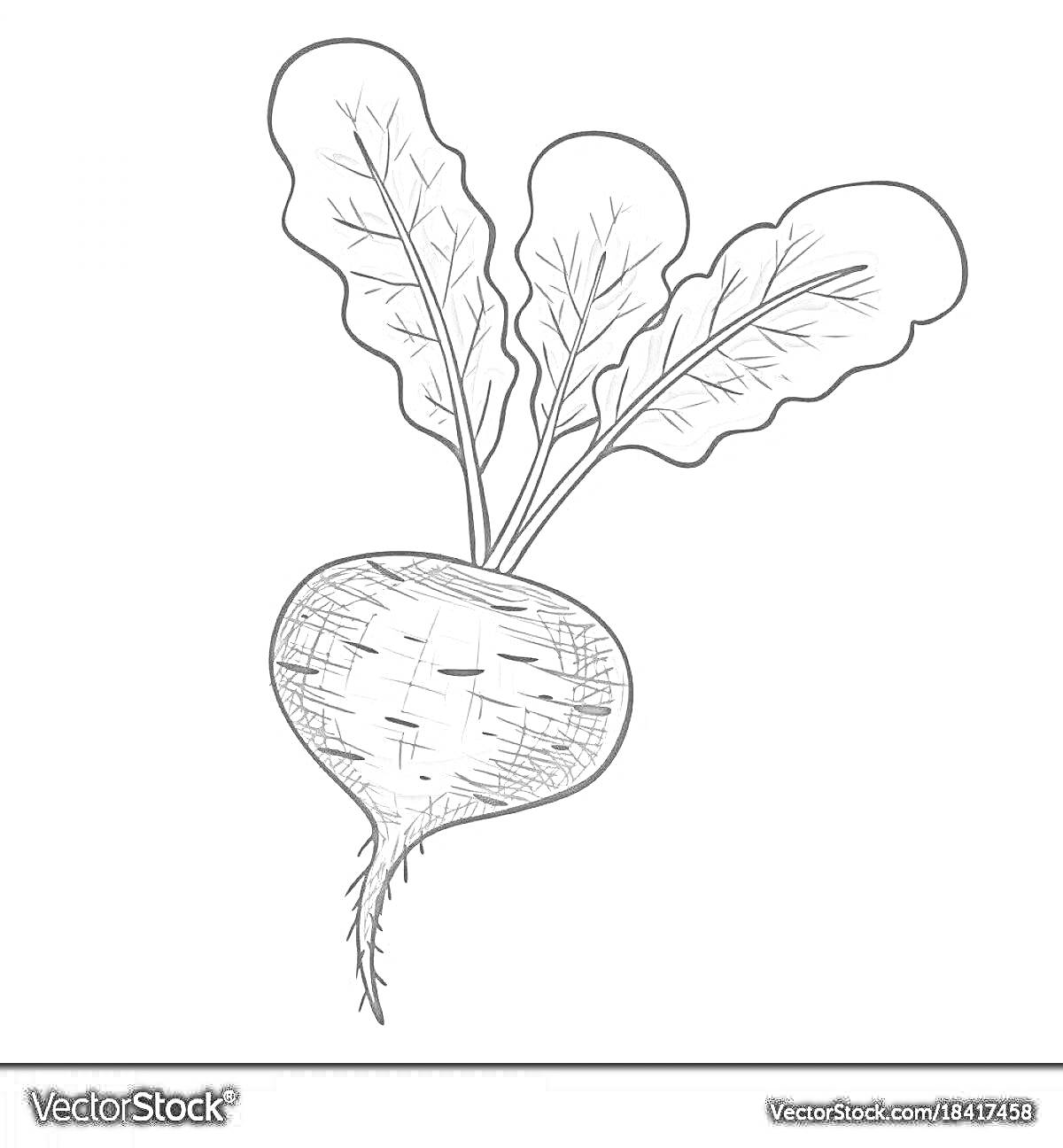Раскраска Редька с листьями
