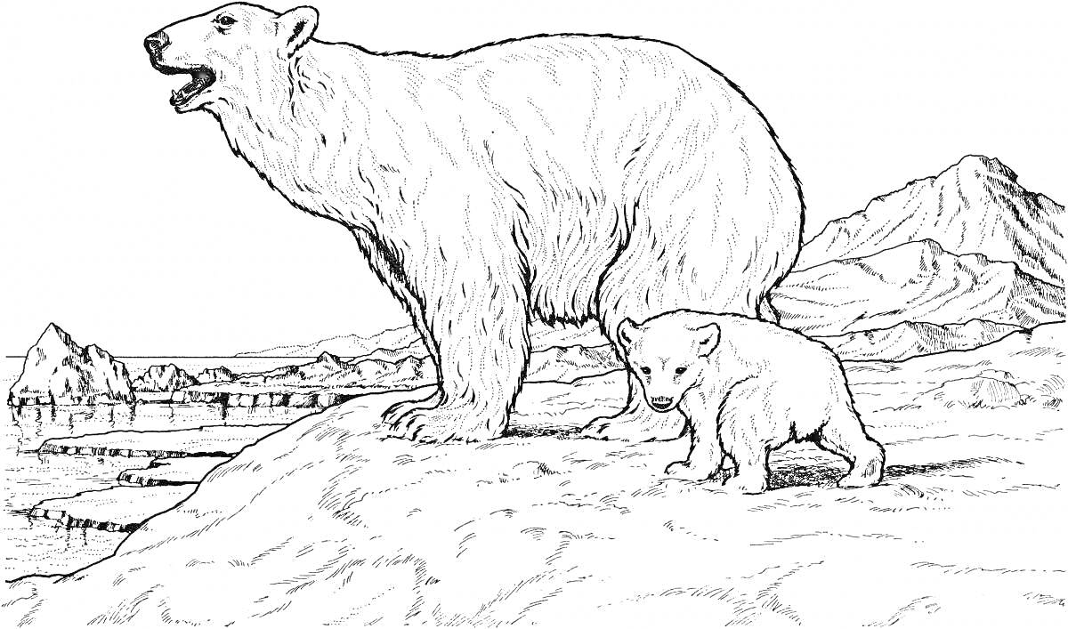 На раскраске изображено: Ледник, Горы, Природа, Северный полюс, Арктика, Дикая природа, Животные, Полярные медведи, Медведь