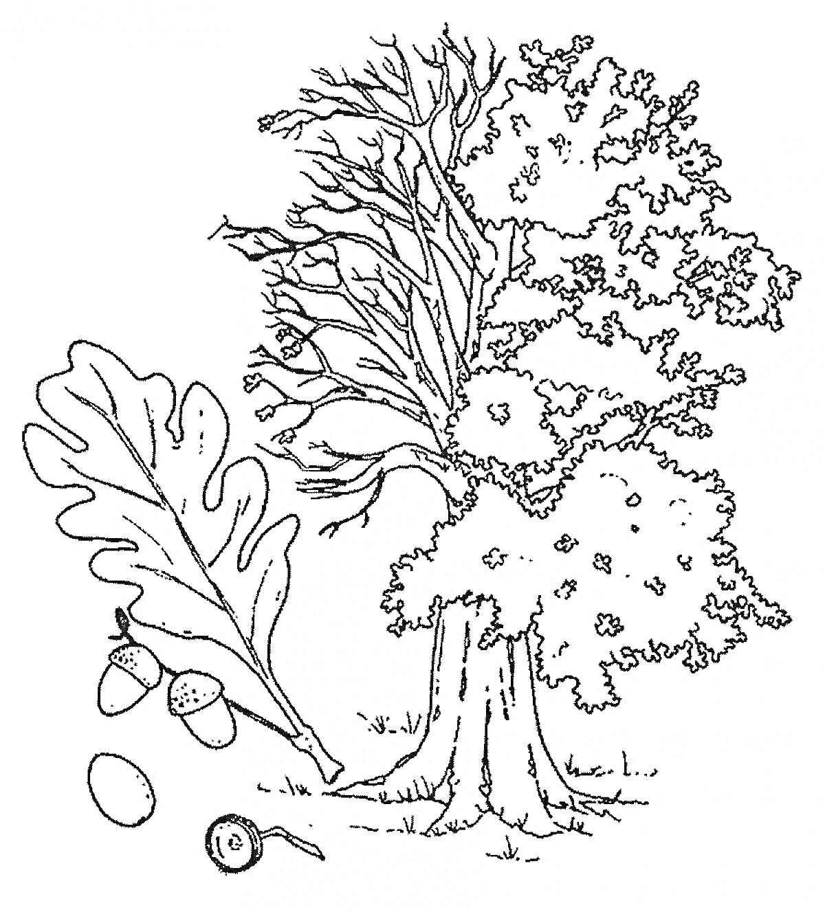 На раскраске изображено: Дуб, Листья, Желуди, Природа, Ботаника, Деревья
