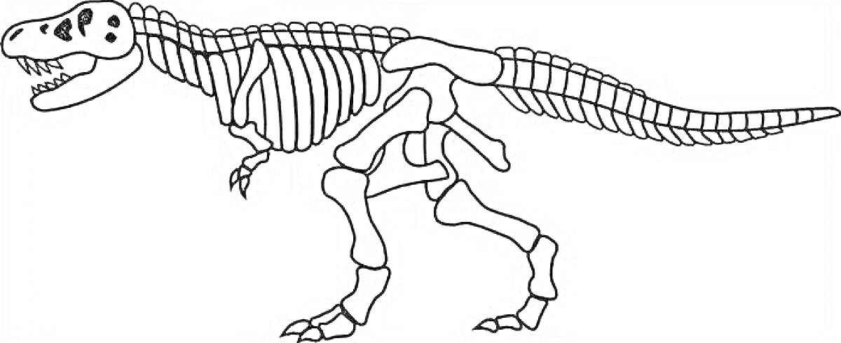 Раскраска Скелет динозавра - полный вид с челюстью, рёберами, позвоночником, хвостом, передними и задними лапами
