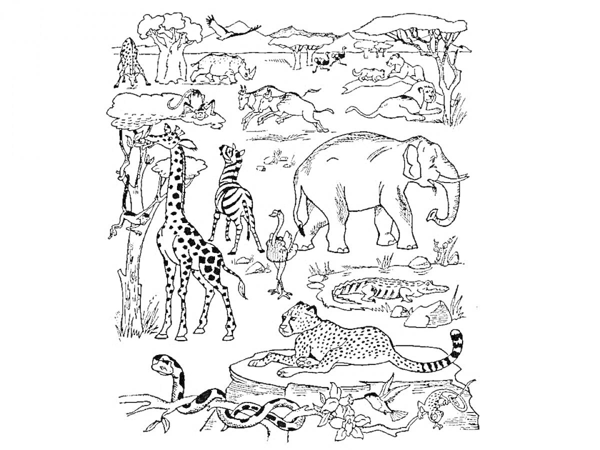 Раскраска Рисунок с животными жарких стран: слоны, жирафы, зебры, львы, леопарды, змеи, ящерицы, антилопы, страусы, птицы, деревья, саванна