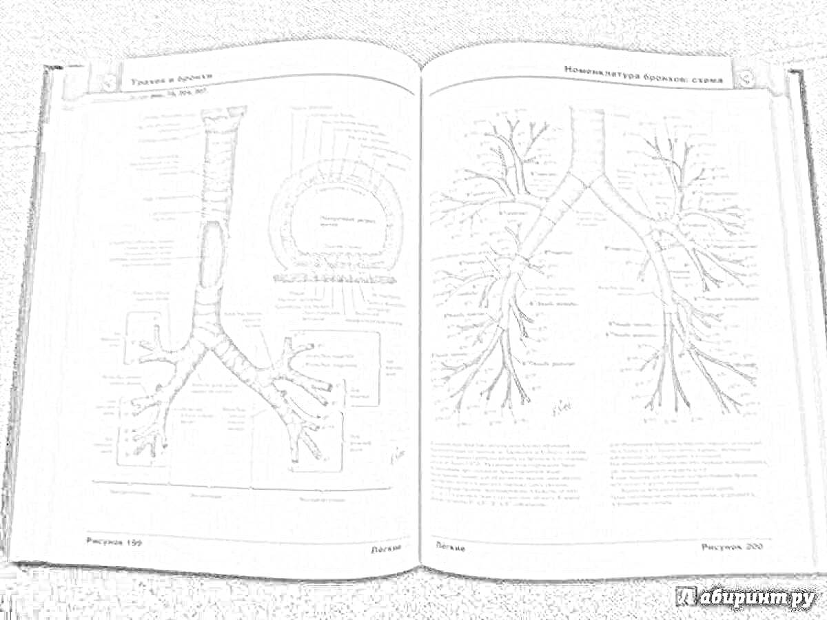 Атлас анатомии Неттера - дыхательная система, трахея, бронхи, бронхиальное дерево