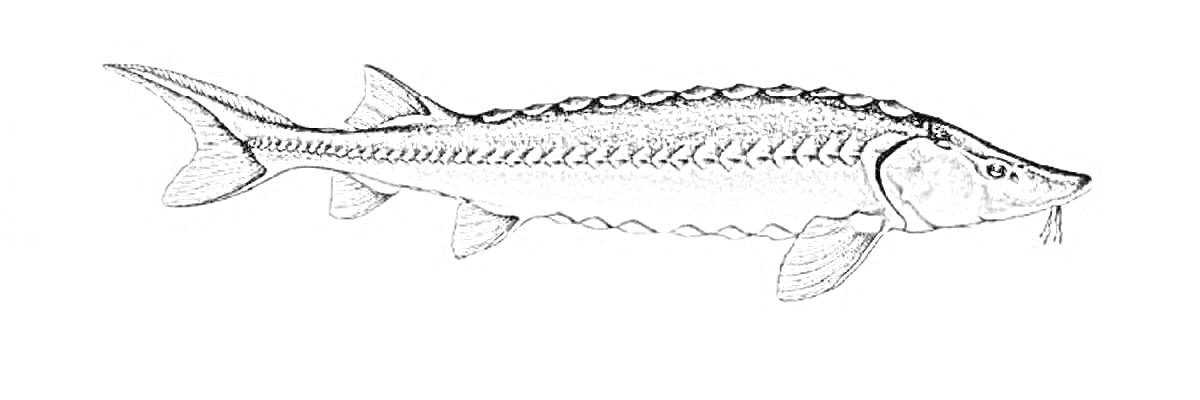 Раскраска осетр с плавниками и хвостом