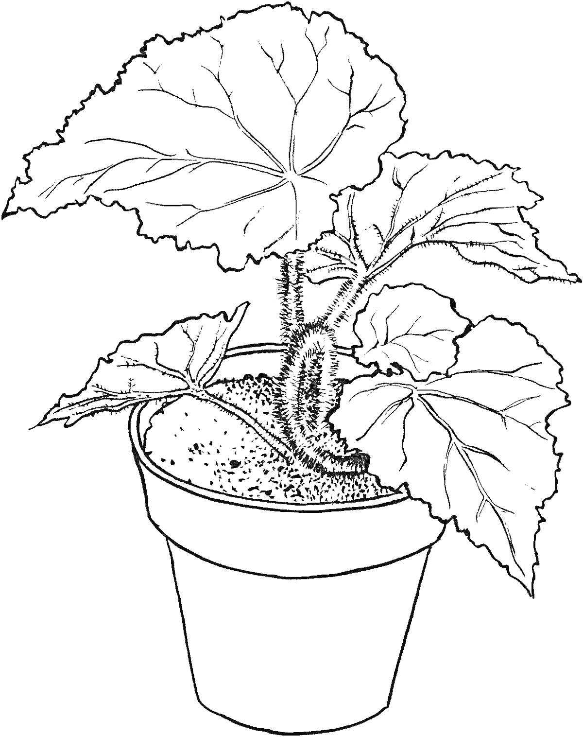 Раскраска Растение в горшке с большими листьями