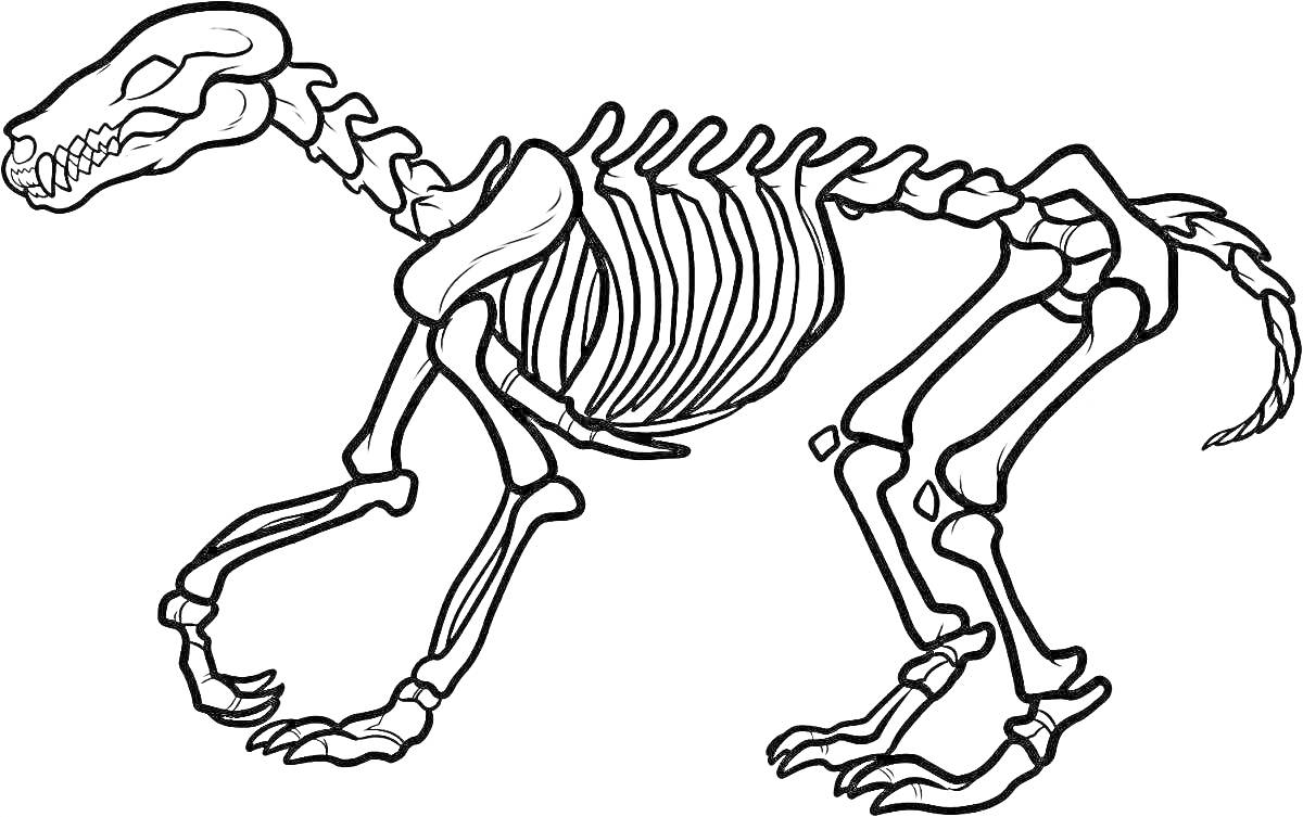 На раскраске изображено: Скелет, Череп, Ребра, Позвоночник, Лапы, Кости, Анатомия