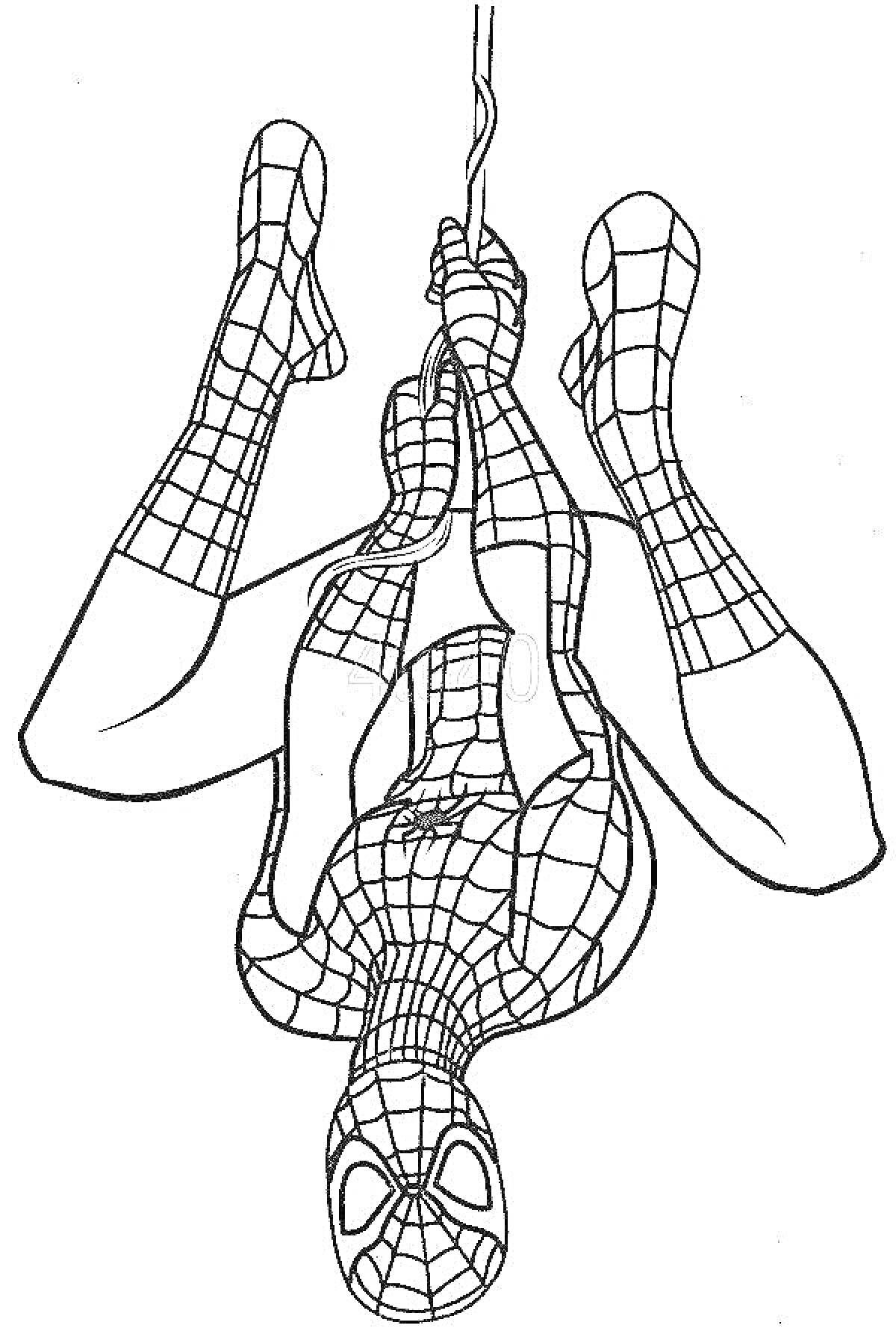 На раскраске изображено: Человек-паук, Паутина, Вверх ногами