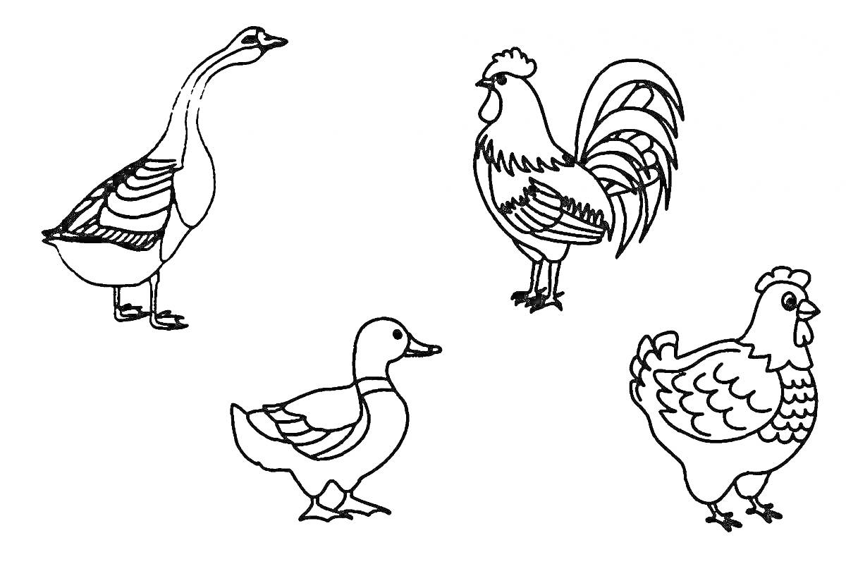 На раскраске изображено: Домашние птицы, Гусь, Петух, Утка, Курица, Для детей, Животное