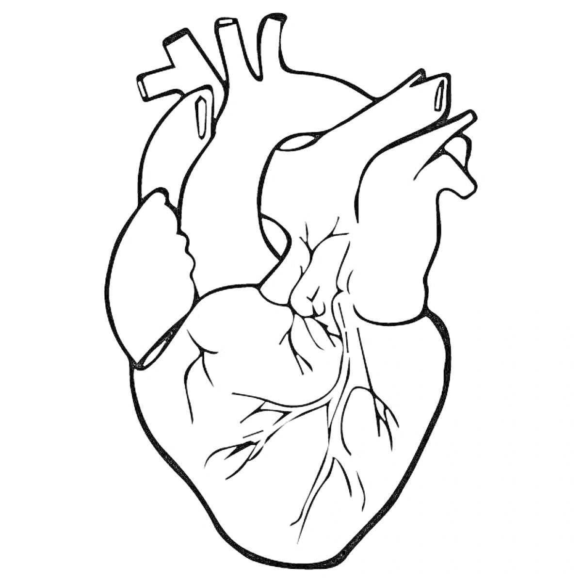 Раскраска Раскраска анатомическое сердце с венами и артериями
