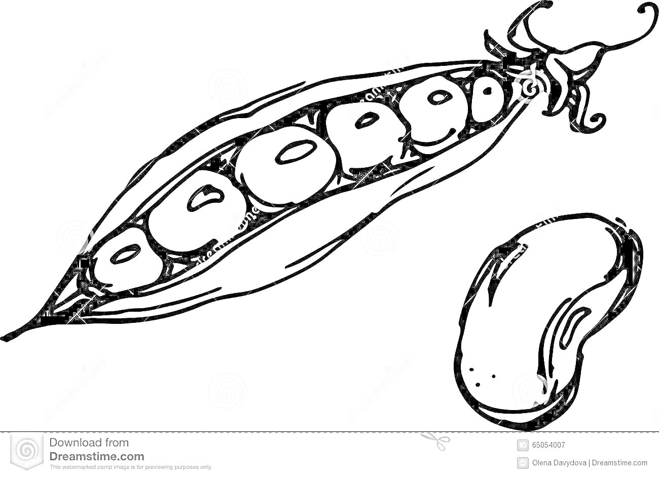 Раскраска Стручок фасоли с горошинами и одна фасолина