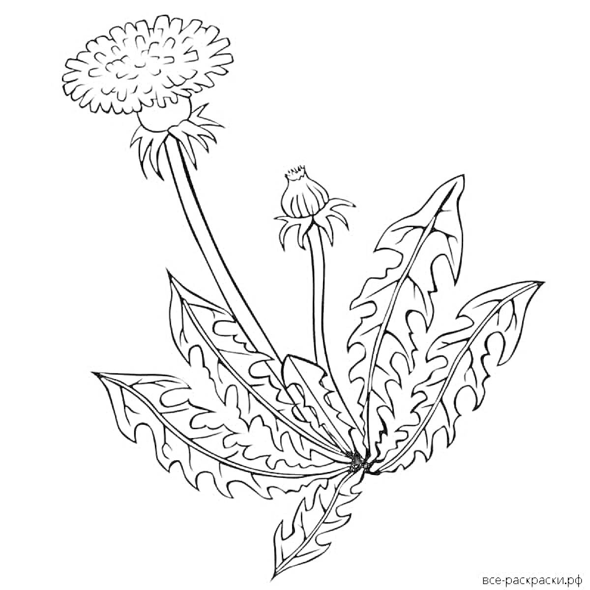 На раскраске изображено: Одуванчик, Цветы, Листья, Природа, Стебель, Растения