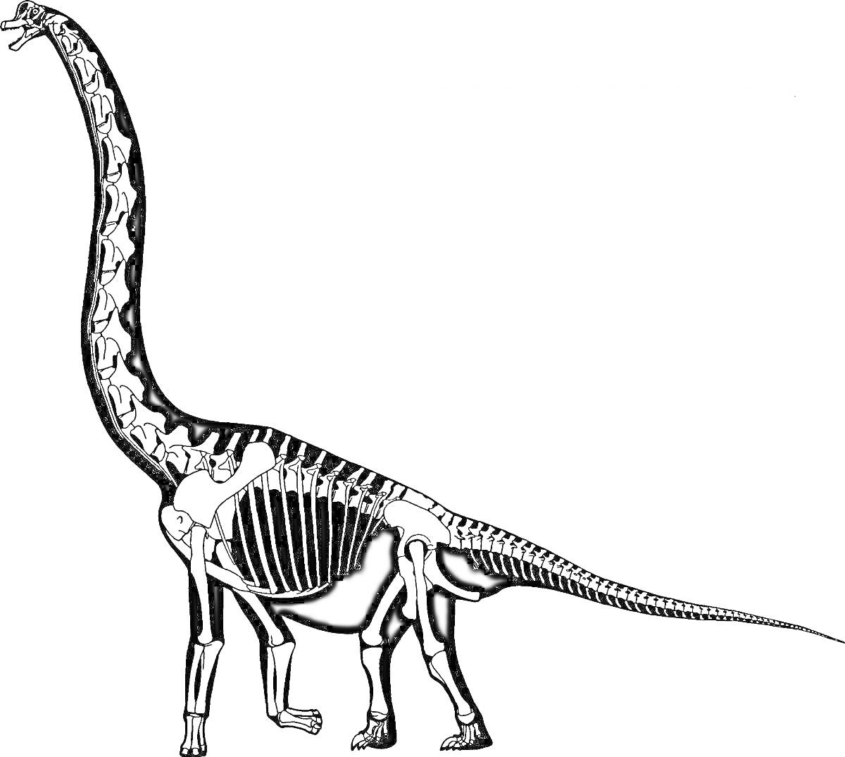 На раскраске изображено: Динозавр, Скелет, Длинная шея, Древние животные