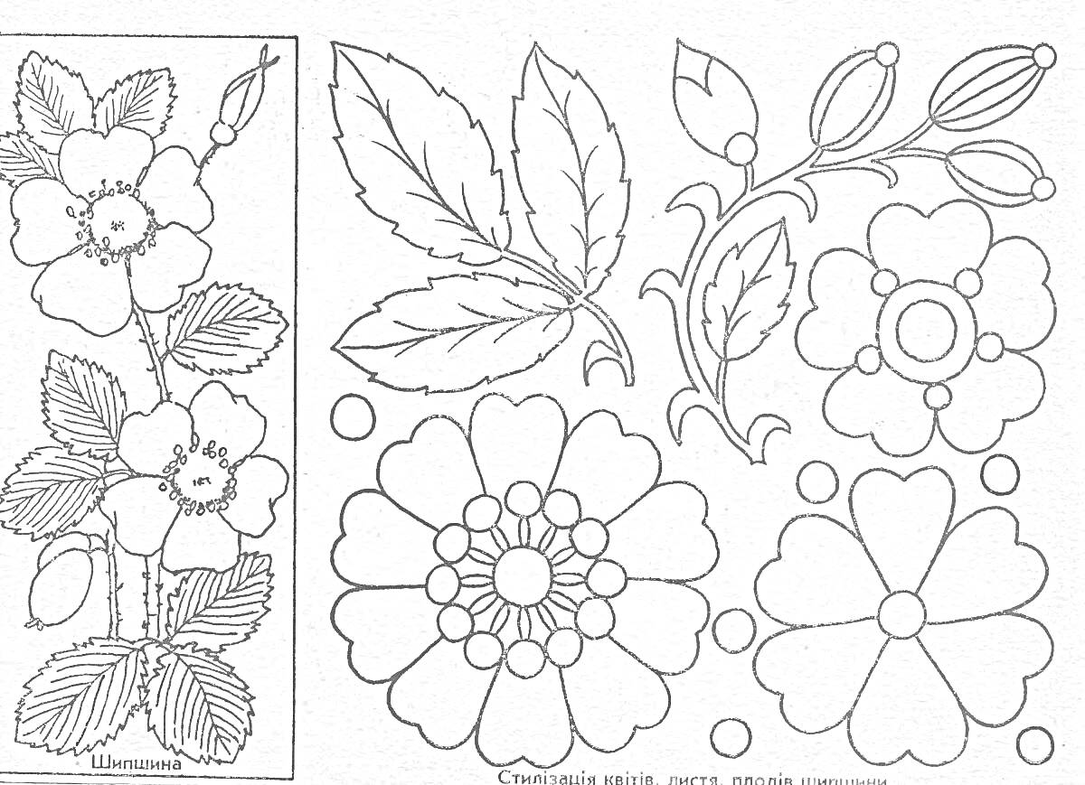 На раскраске изображено: Цветы, Листья, Ягоды, Растительный орнамент, Природа, Декоративный узор