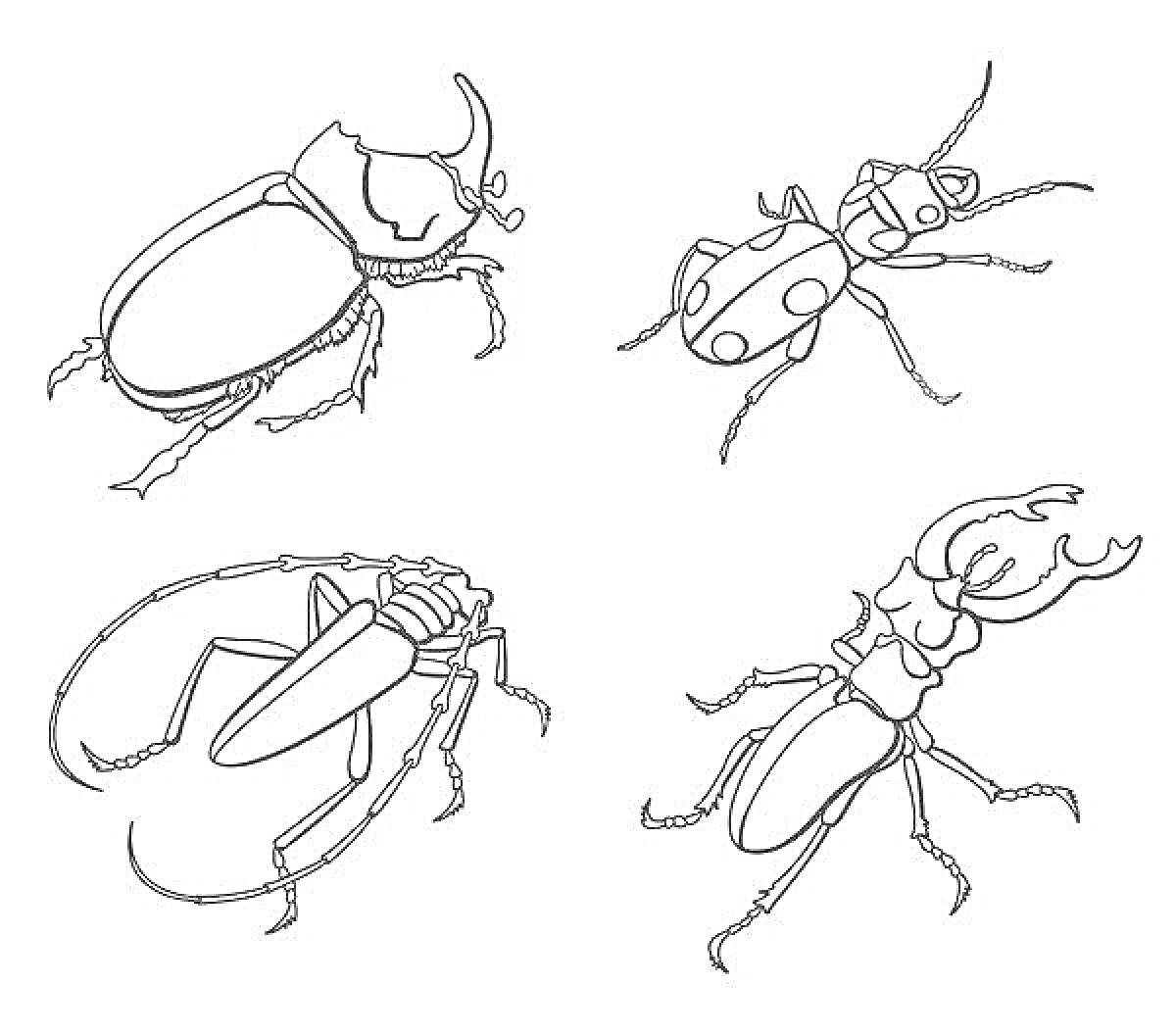 Раскраска Жук олень, рисунок четырех разных видов жуков
