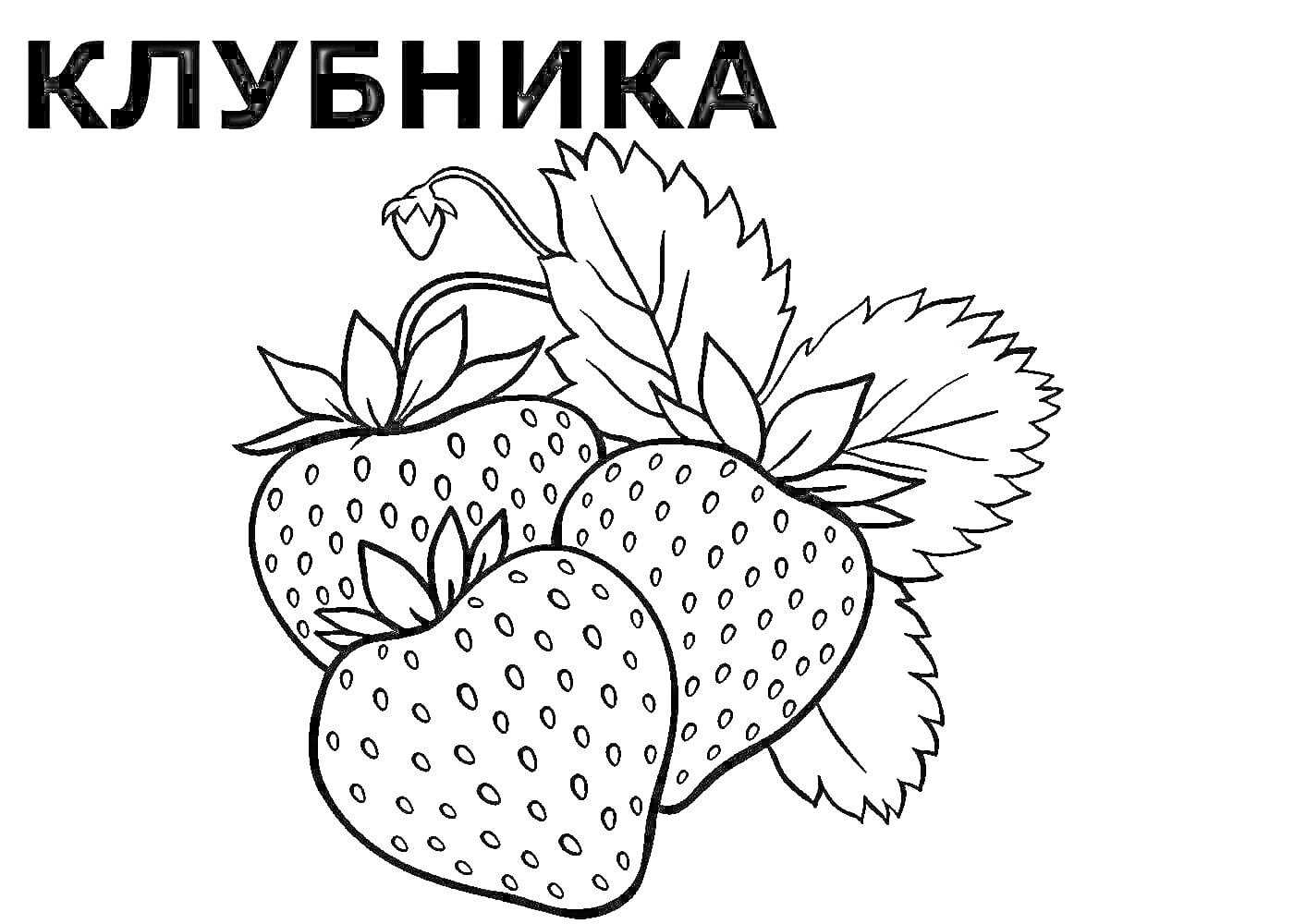 Раскраска Клубника с листочками