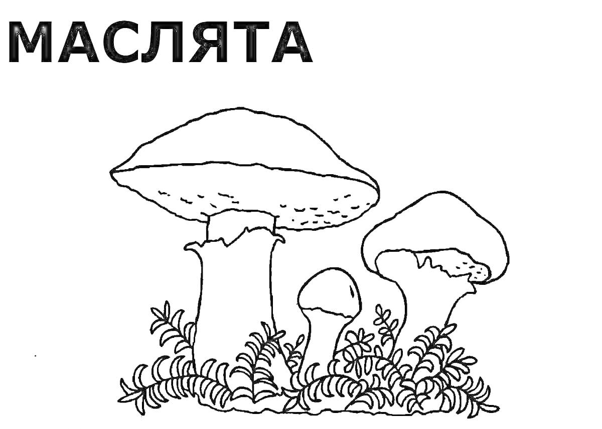 Раскраска Маслята и трава