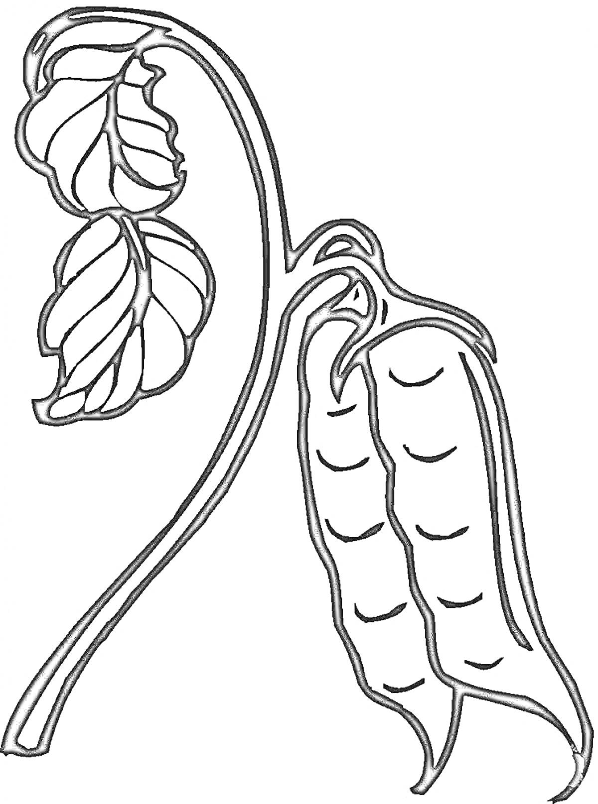 Раскраска Веточка с листьями и стручком фасоли