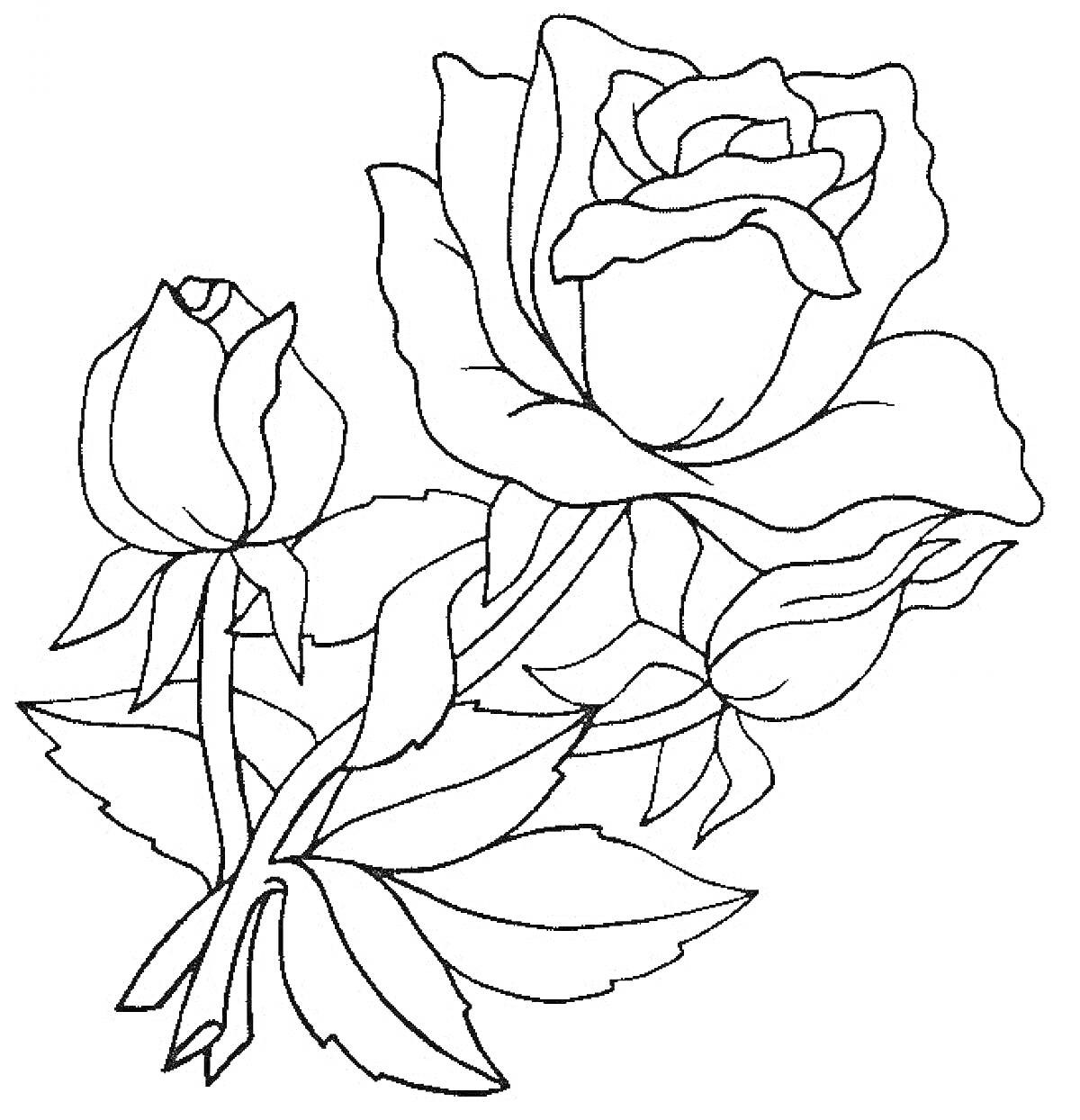 Раскраска Две распустившиеся розы и бутон с листьями