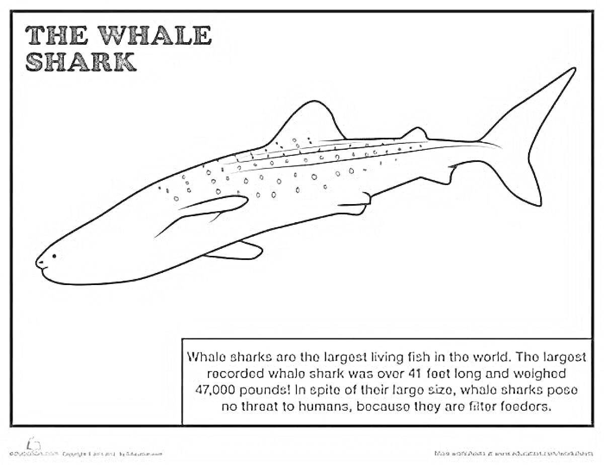 Раскраска Китовая акула с текстом и информационной рамкой