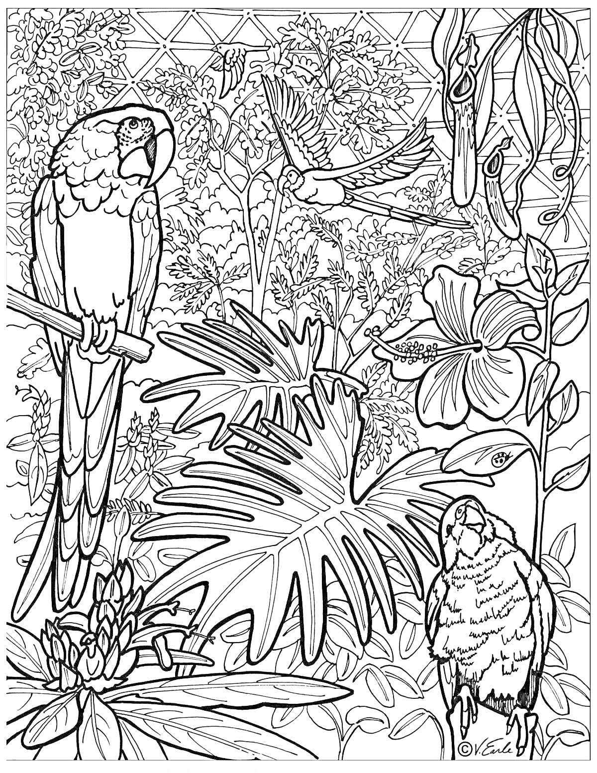 На раскраске изображено: Тропики, Попугаи, Колибри, Цветы, Листья, Лианы, Растения, Природа