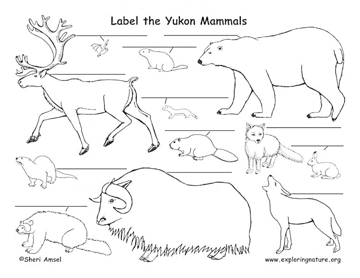 На раскраске изображено: Млекопитающие, Северный олень, Заяц, Белка, Горностай, Бобр, Лиса, Волк, Полярные медведи