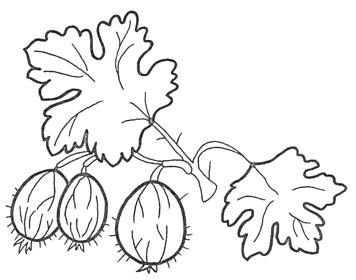Раскраска Веточка крыжовника с тремя ягодами и листьями