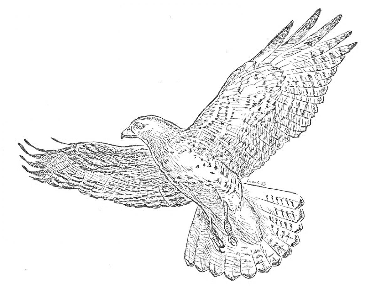 На раскраске изображено: Сокол, Птица, Крылья, Полет, Природа