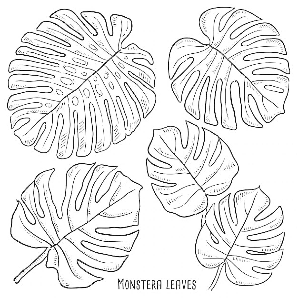 На раскраске изображено: Монстера, Листья, Природа, Ботаника, Растения, Тропические растения