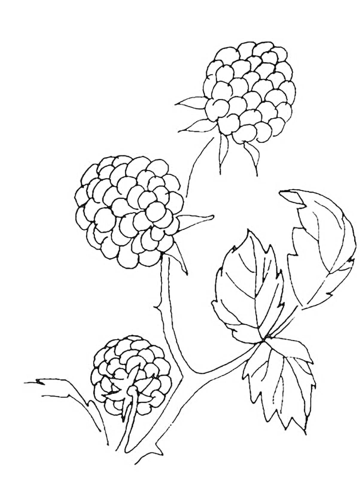 Раскраска Ветка ежевики с тремя ягодами и листьями
