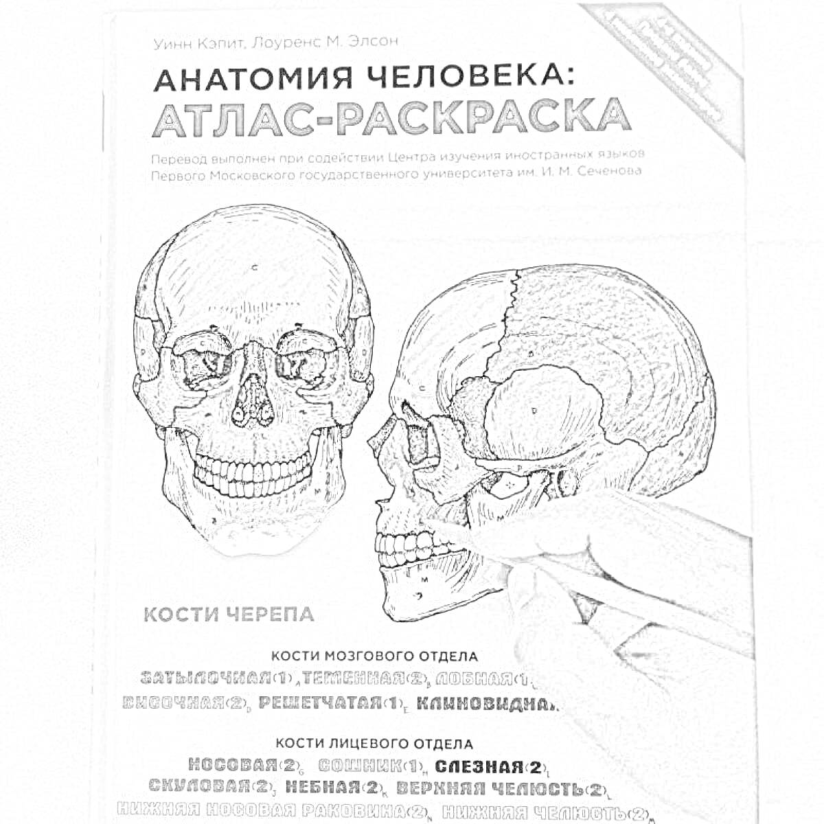 Анатомия человека: Атлас-раскраска. Изображены черепа с обозначением костей мозгового и лицевого отделов черепа, с цветной заливкой различных секций.