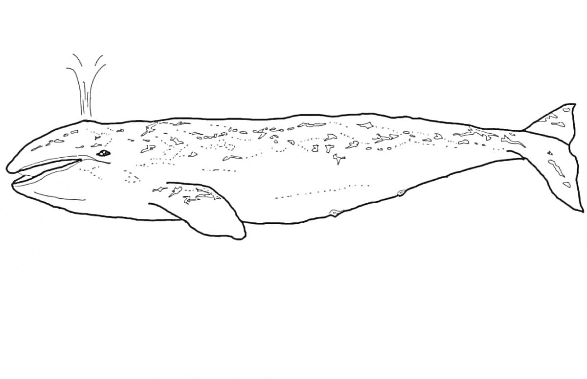 На раскраске изображено: Синий кит, Фонтан, Подводный мир, Млекопитающее, Природа