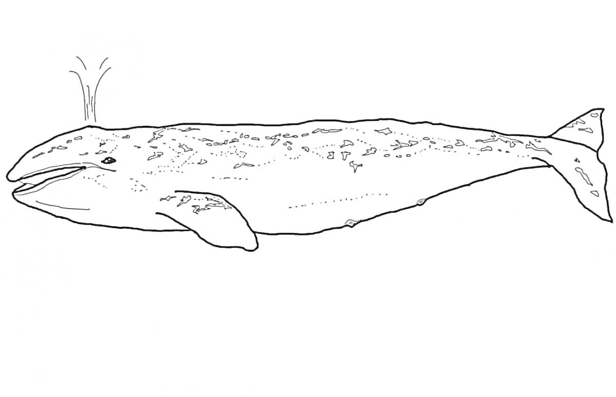 Раскраска синий кит с фонтанчиком воды на спине и пятнами на теле