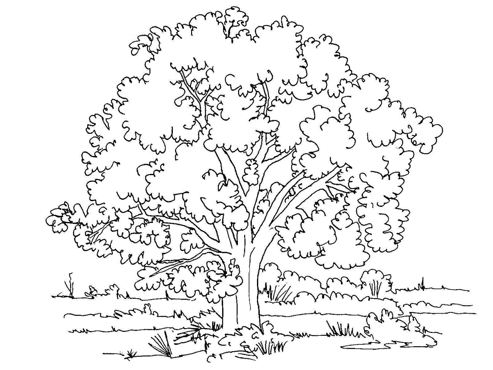 Раскраска Большое дерево с кустарниками на фоне