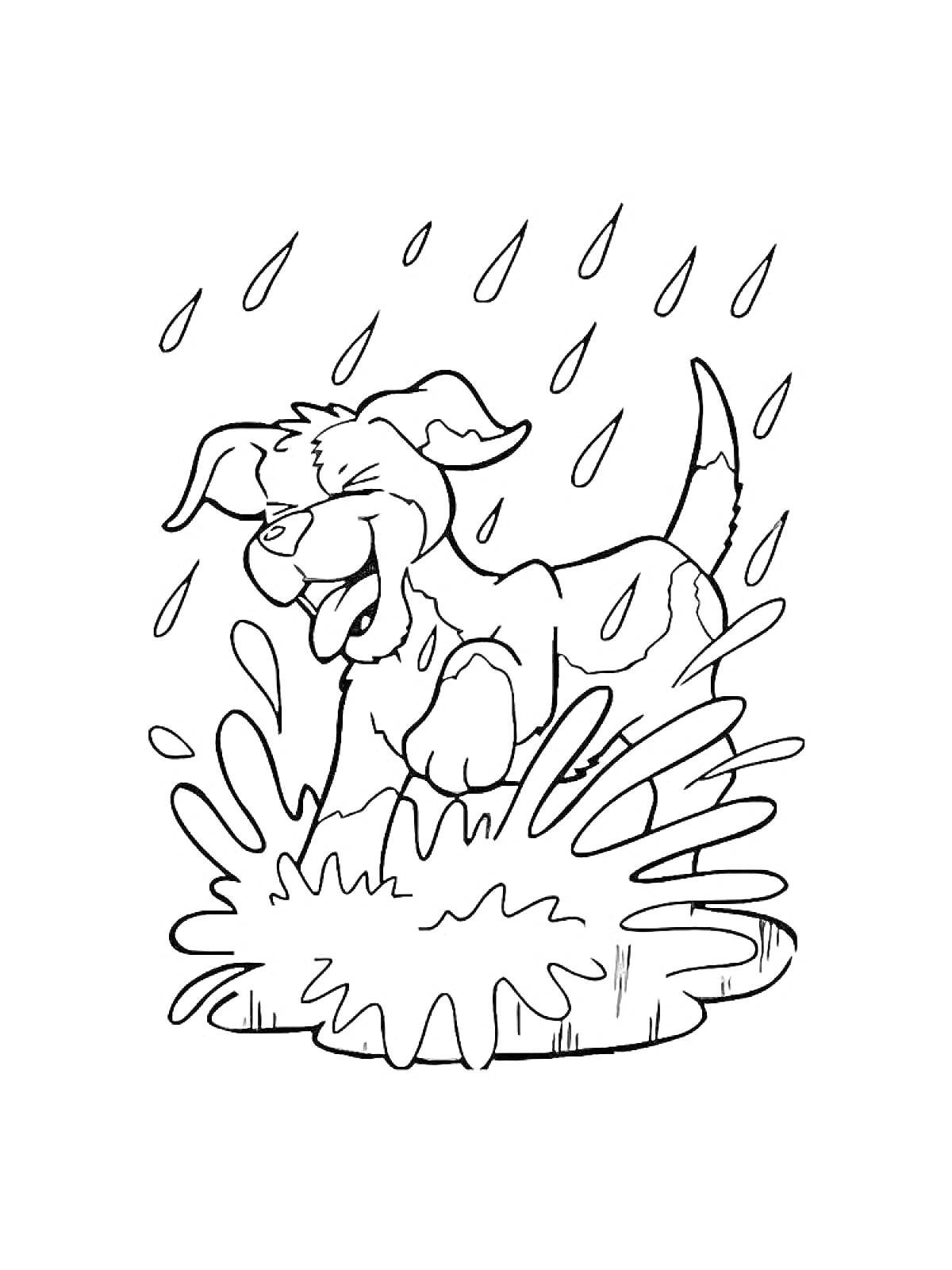 Раскраска Собака прыгает в лужу под дождём.