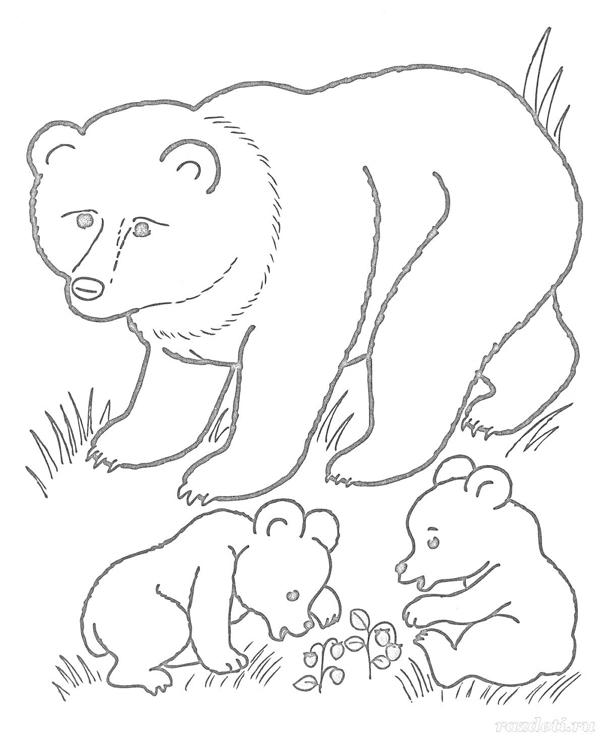 Раскраска Большой медведь и два медвежонка на траве с ягодами