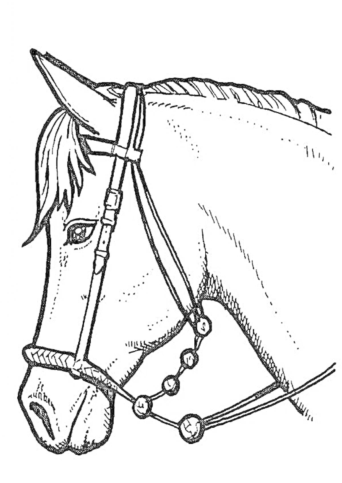 На раскраске изображено: Лошадь, Морда, Уздечка, Сбруя, Детское творчество