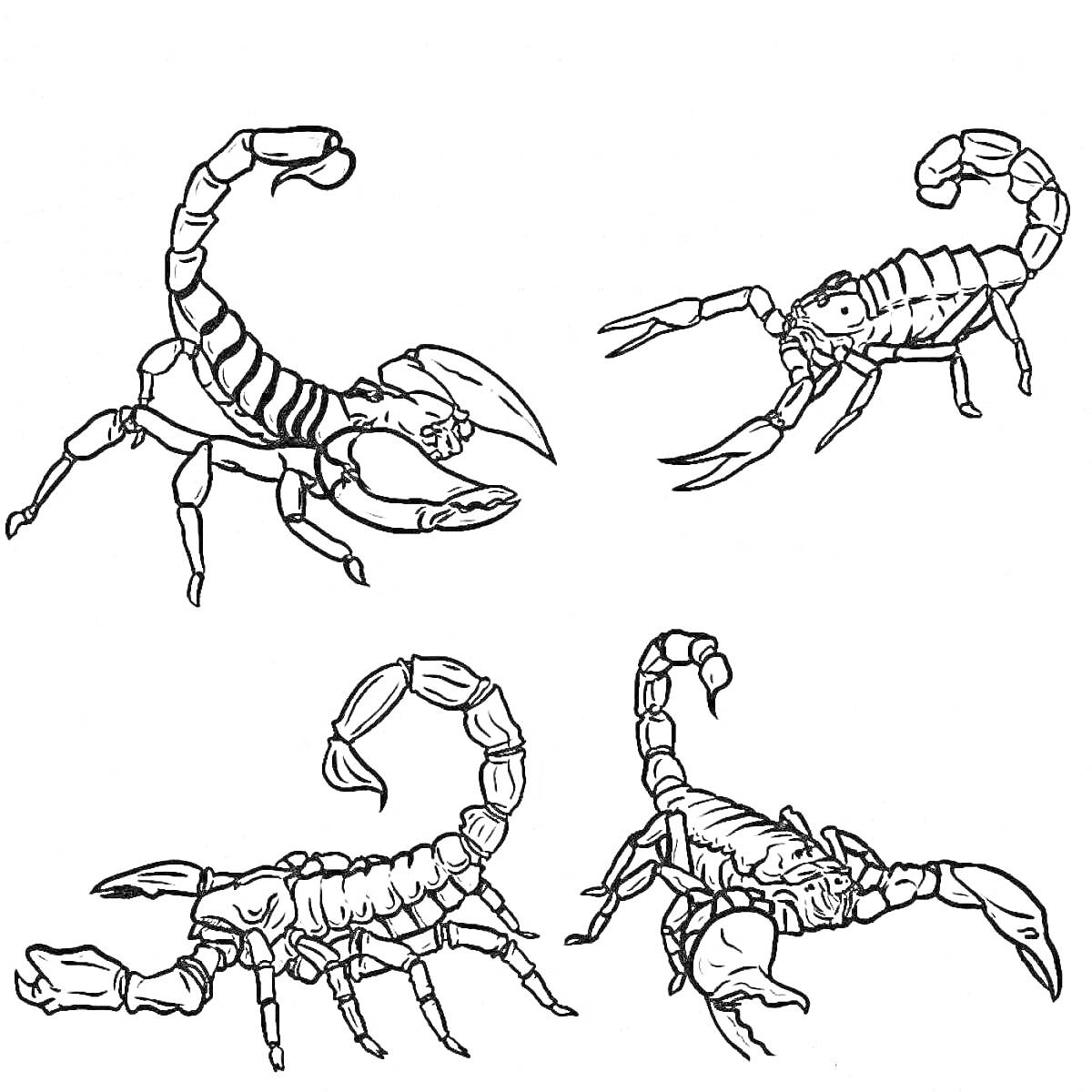 Раскраска Четыре скорпиона в различных позах
